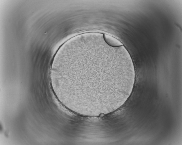 X0000103961526200810171850