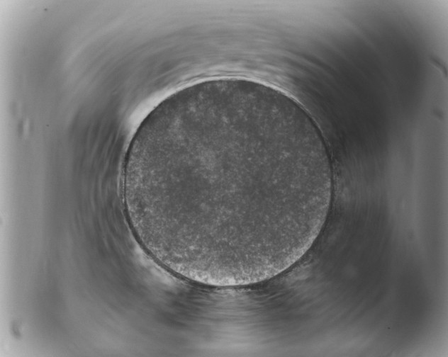 X0000103961527200810171850