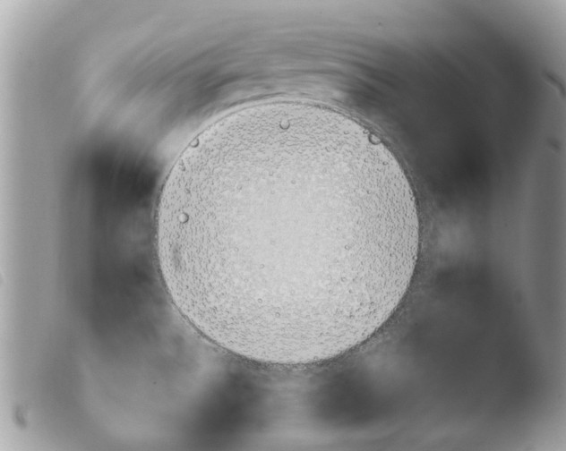 X0000103961532200810171850