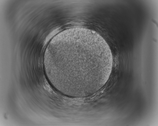 X0000103960004200810311625