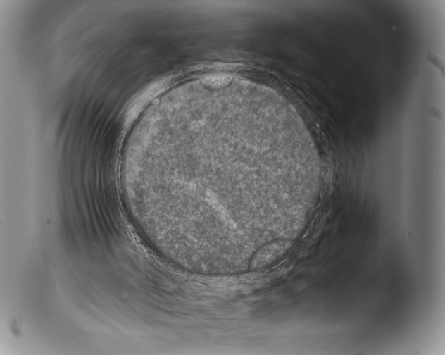 X0000103960006200810311625