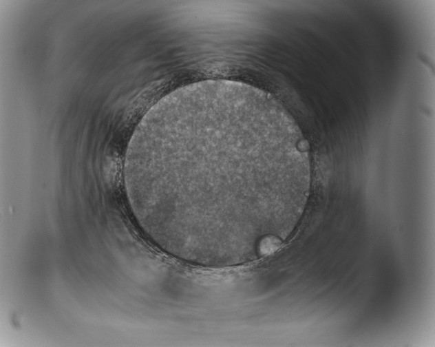 X0000103960029200810311624