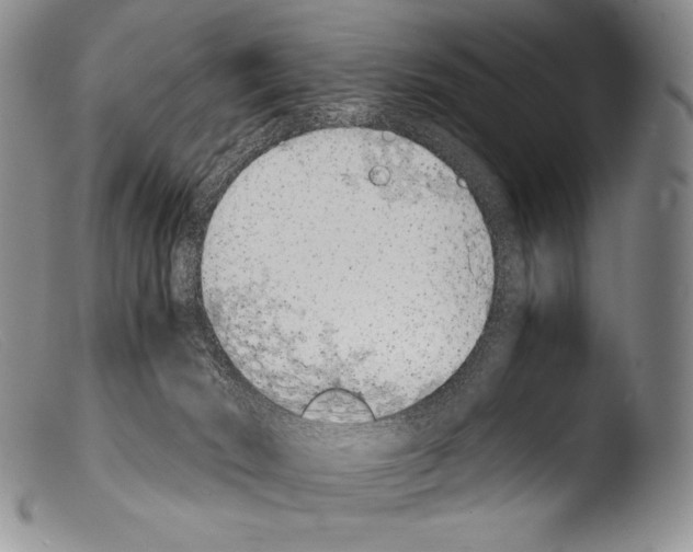 X0000103960030200810311624