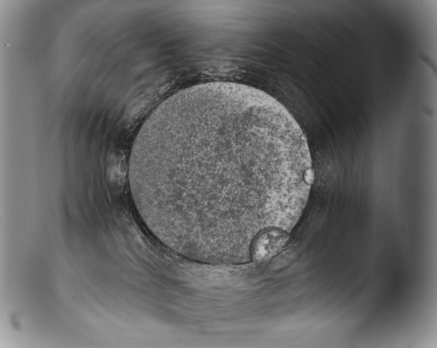 X0000103960040200810311624