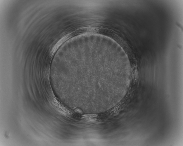 X0000103960051200810311623