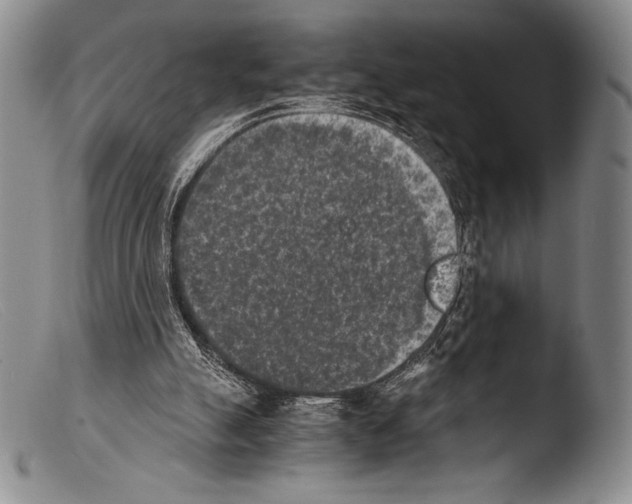 X0000103960055200810311623