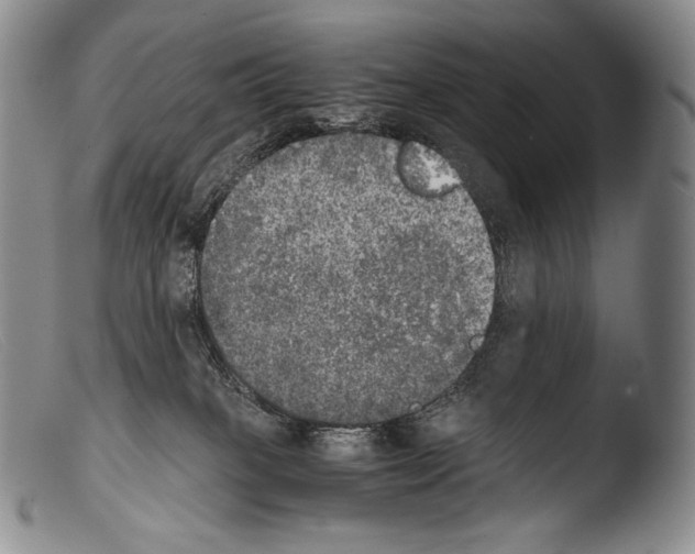 X0000103960085200810311624