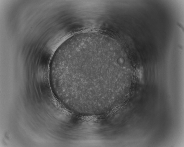 X0000103960100200810311623