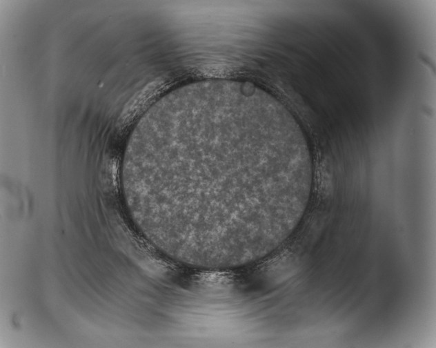X0000103960117200810311623