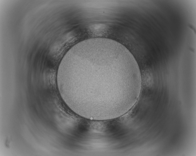 X0000103960174200810311622