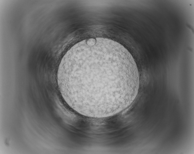 X0000103960183200810311623