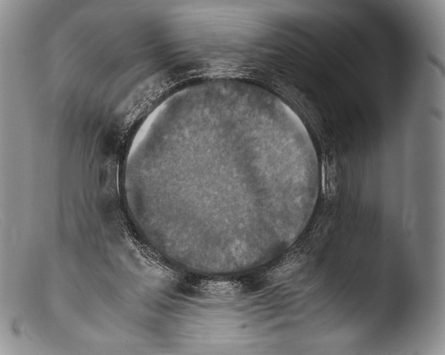 X0000103960205200810311622