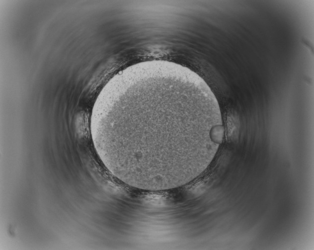 X0000103960236200810311621