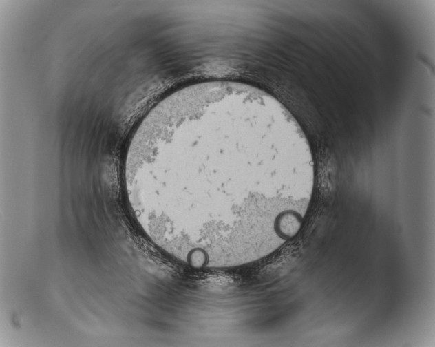 X0000103960256200810311621