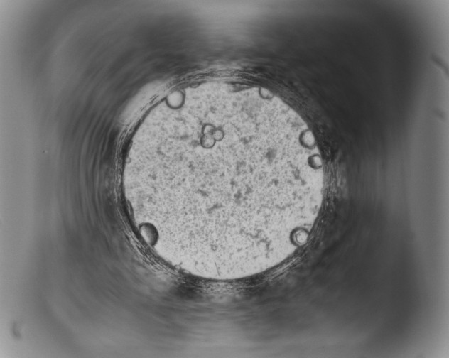 X0000103960293200810311620