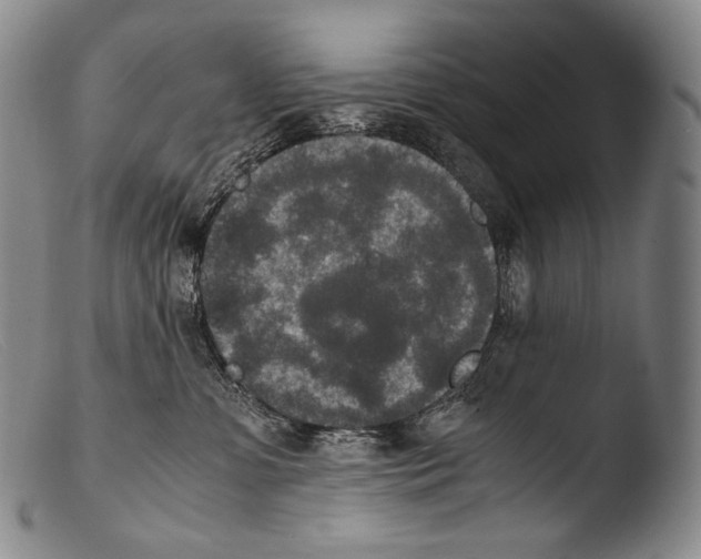 X0000103960331200810311620