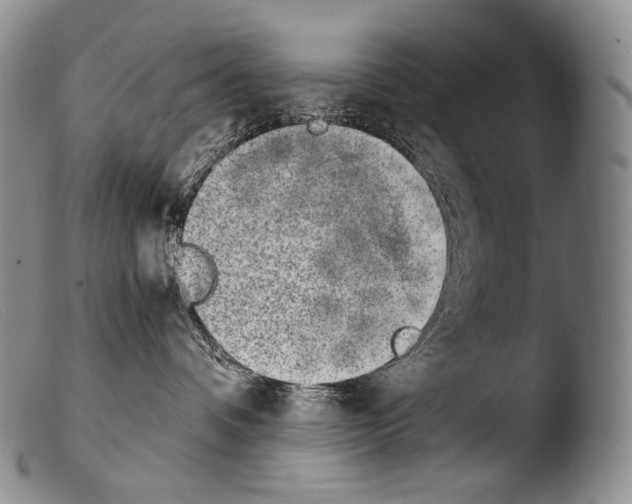X0000103960336200810311620