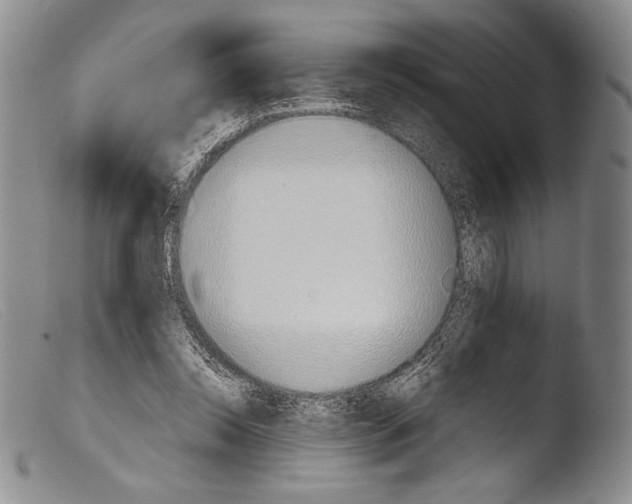 X0000103960350200810311619