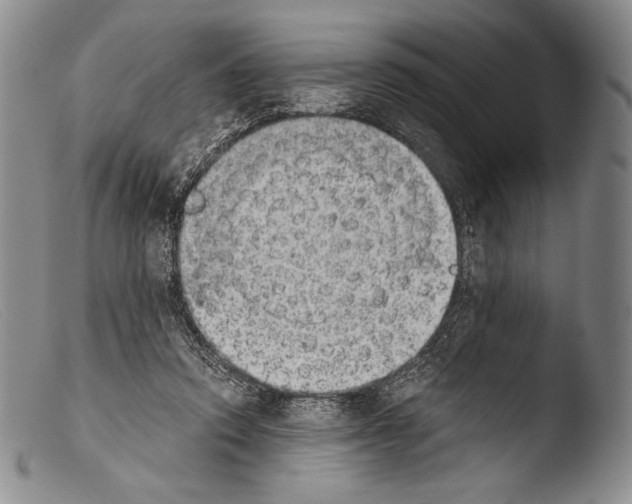 X0000103960354200810311619