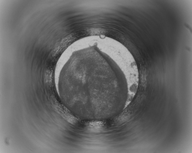 X0000103960357200810311619