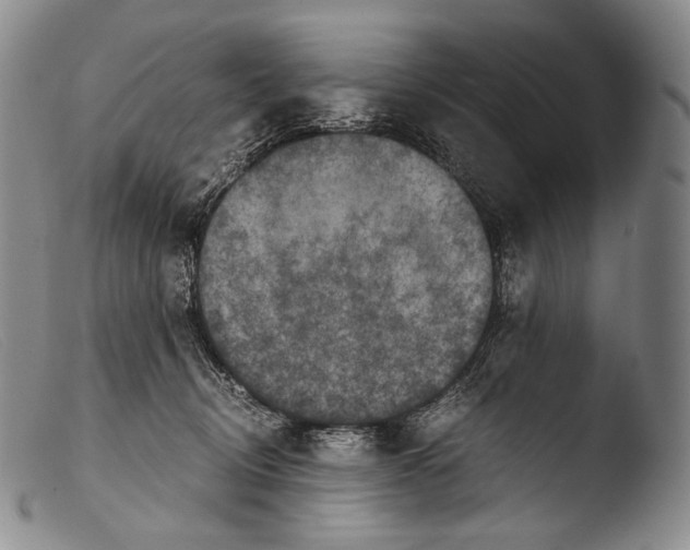 X0000103960370200810311620