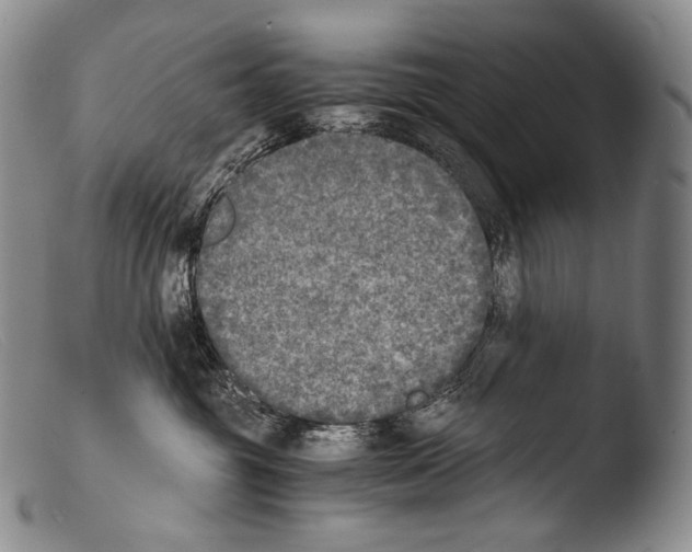 X0000103960381200810311620