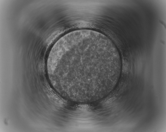 X0000103960391200810311619