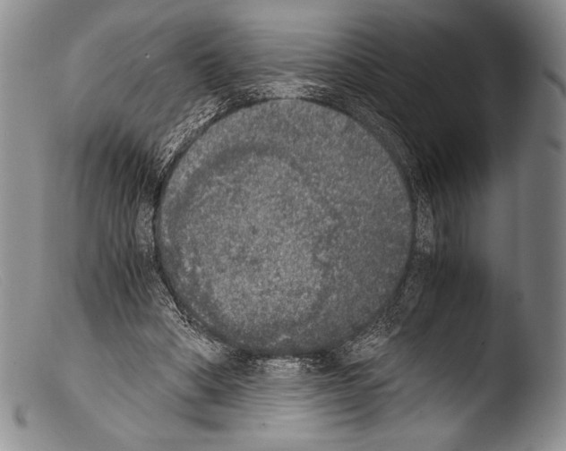 X0000103960394200810311619
