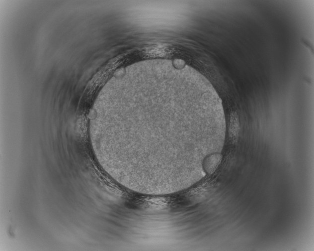 X0000103960409200810311619