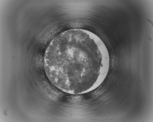 X0000103960411200810311619