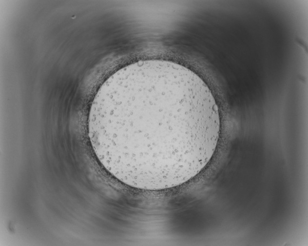 X0000103960421200810311618