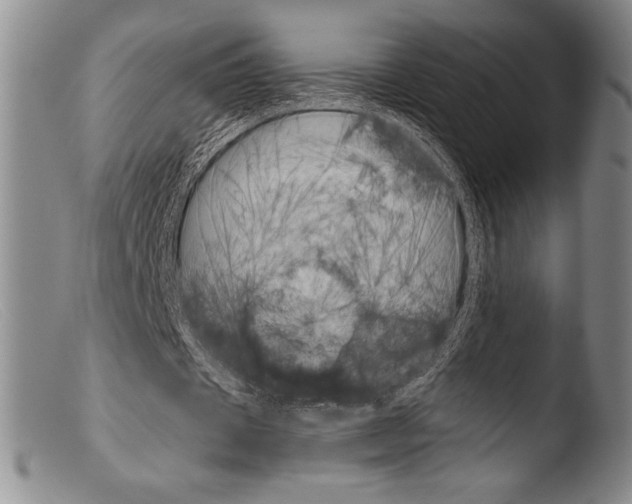 X0000103960433200810311617