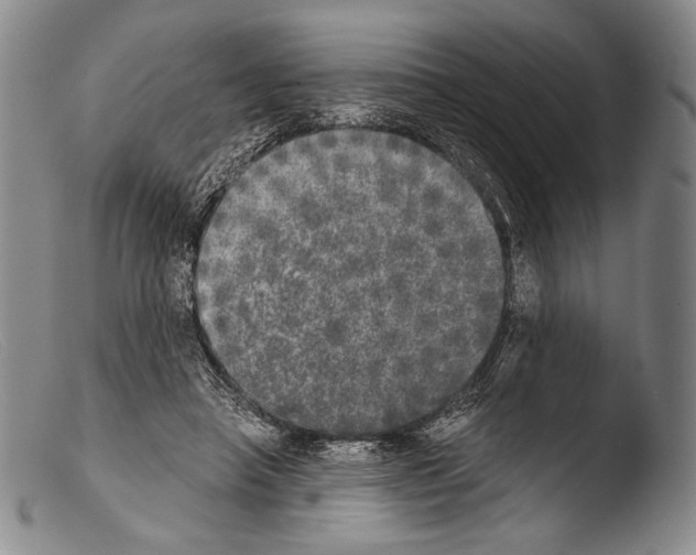 X0000103960450200810311618