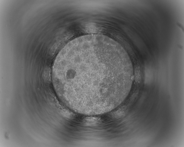 X0000103960453200810311618