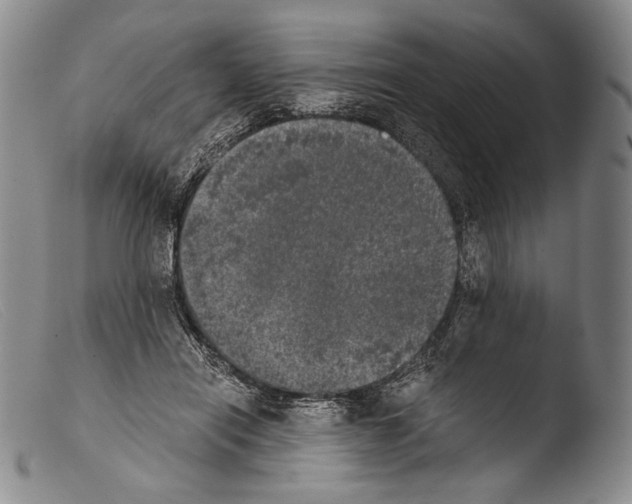 X0000103960454200810311618