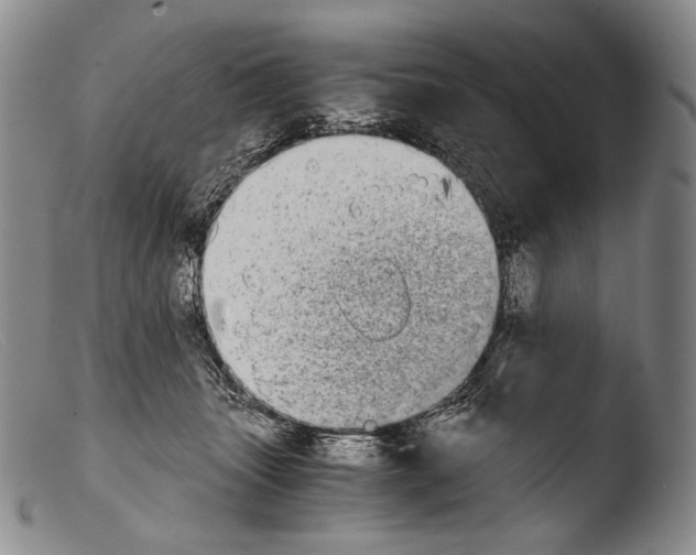 X0000103960463200810311618