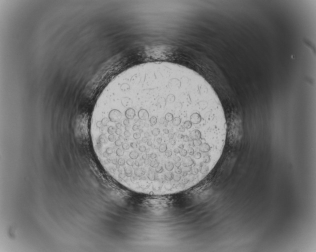 X0000103960466200810311618