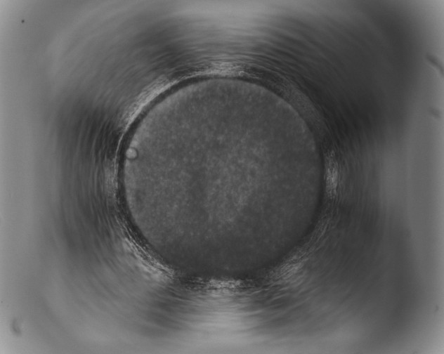 X0000103960484200810311617