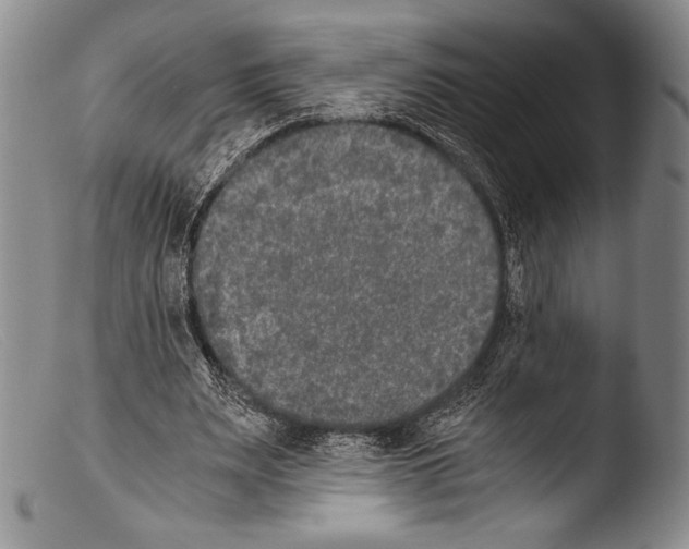 X0000103960487200810311617