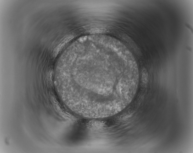 X0000103960491200810311617