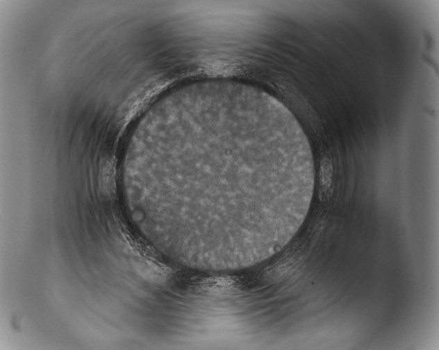 X0000103960492200810311617