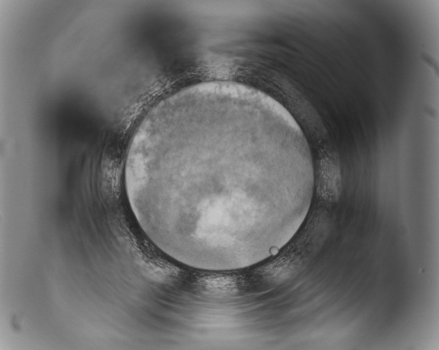 X0000103960500200810311617