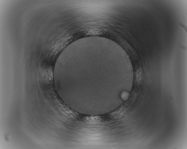 X0000103960517200810311617