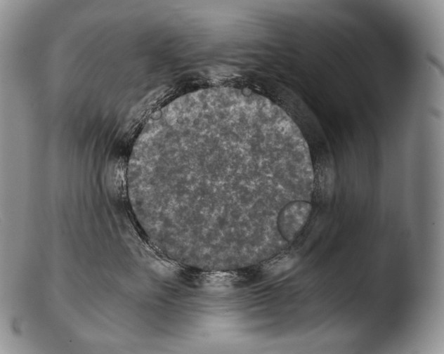 X0000103960527200810311617