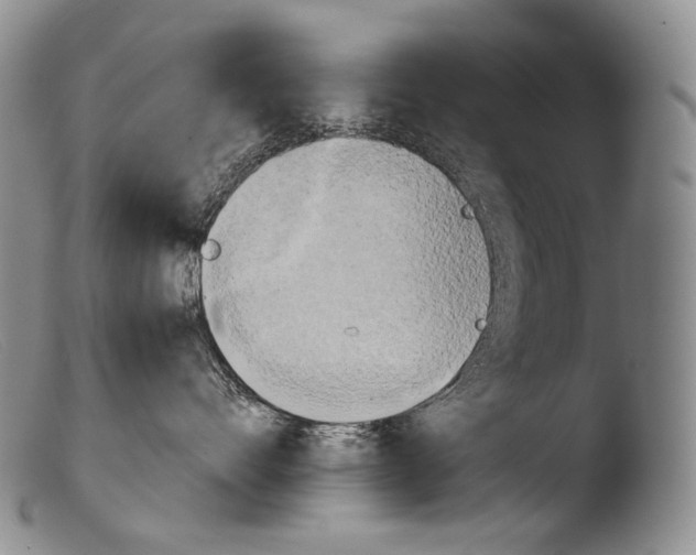 X0000103960528200810311617