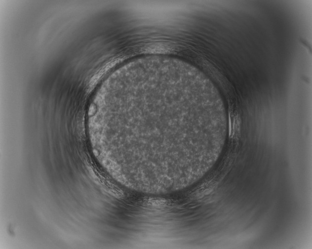 X0000103960531200810311616