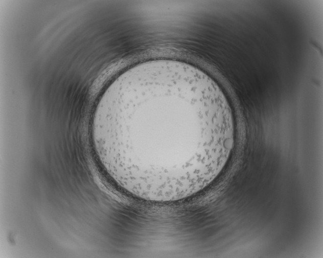 X0000103960538200810311616