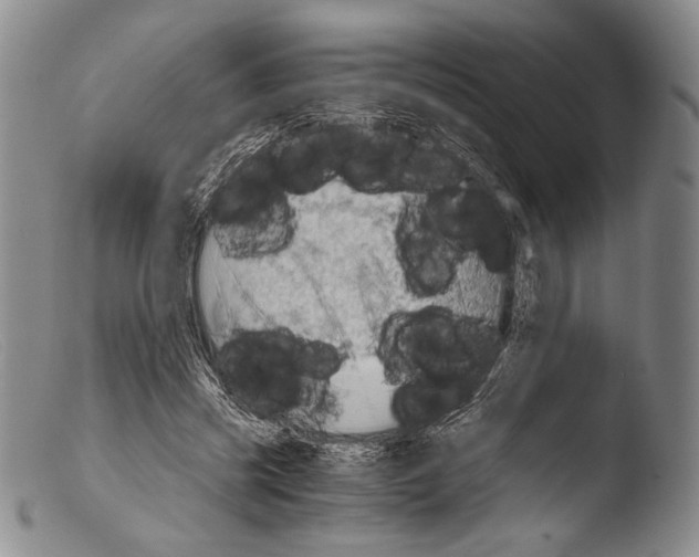 X0000103960541200810311616