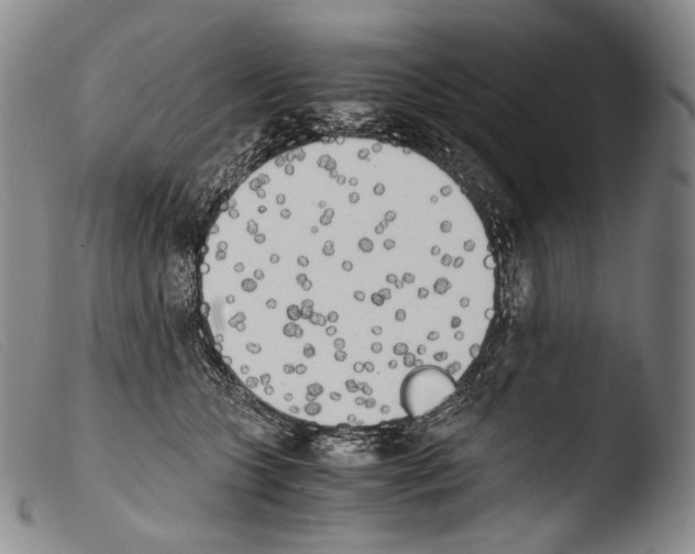 X0000103960563200810311617