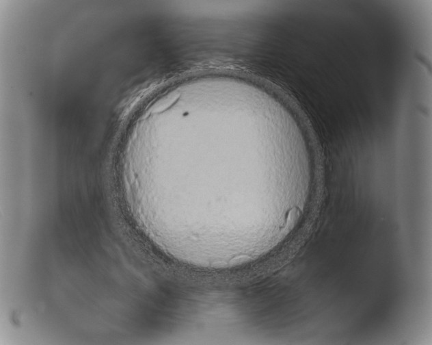 X0000103960579200810311616